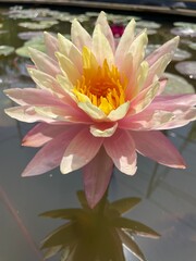 Nymphaea Peaches and Cream Water Lily Lotus