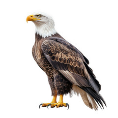 Obraz premium majestic bald eagle standing proudly. showcasing its striking white head and tail feathers contrasted against its dark brown body the eagle's sharp beak and talons highlight its role as a powerful pre