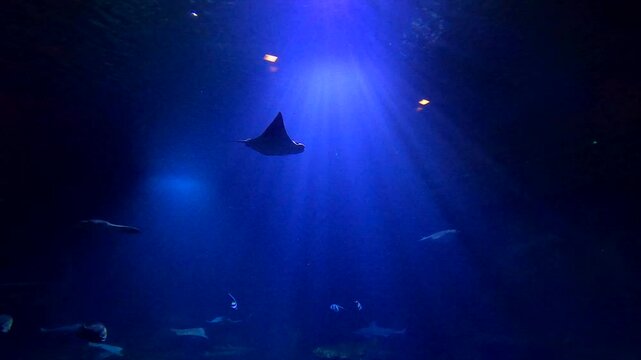 Stingrays swim in the aquarium as if hovering in the air
