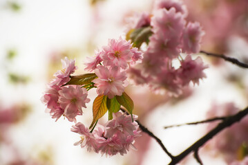 Sakura flowers blooming, spring seasonal Easter background