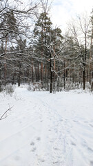A serene winter forest with snow-covered trees and a winding path marked by footprints. Bright white snow contrasts with the earthy tones of the trees. A walk in the winter woods.