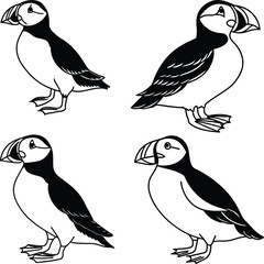 Obraz premium Puffin bird Bundle line art and illustrator eps