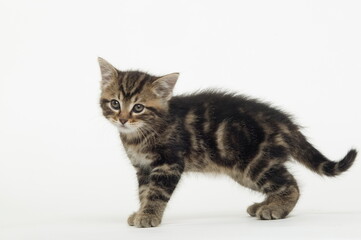 Chaton de gouttière