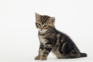 Chaton de gouttière
