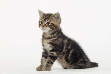 Chaton de gouttière