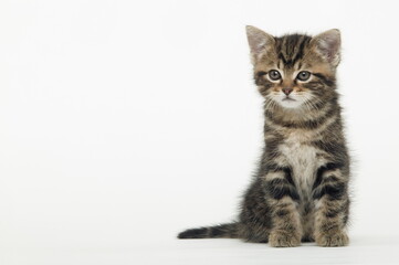 Chaton de gouttière