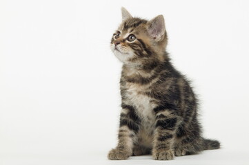 Chaton de gouttière
