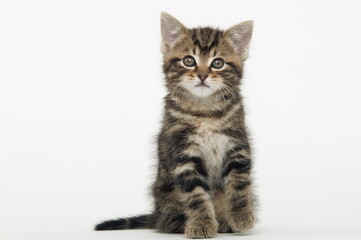 Chaton de gouttière