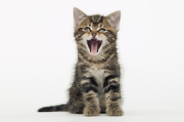 Chaton de gouttière