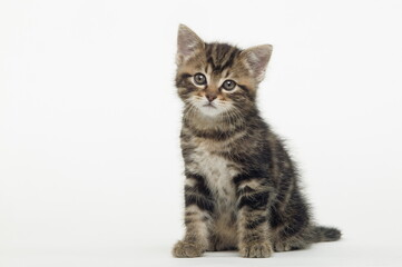 Chaton de gouttière