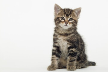 Chaton de gouttière