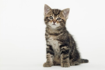 Chaton de gouttière