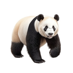 Fototapeta premium Adorable Giant Panda Walking, Realistic Digital Art