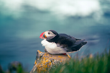 Single atlantic puffin in Iceland, animal outdoor background
