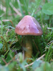Gliophorus psittacinus, also called Hygrocybe psittacinus, commonly known as the Parrot Toadstool or Parrot Waxcap, wild mushroom from Finland