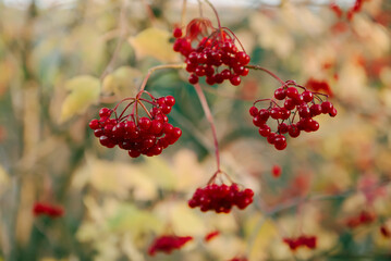Red berries of viburnum in the wild