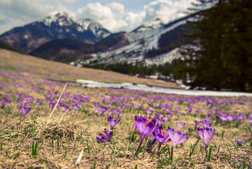 Dolina Chocholowska with blossoming purple crocuses or saffron flowers,Tatra mountains, Poland. © Roxana