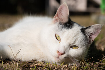 自然公園の工事現場の横の日向の芝の上で両手の肉球をむけてくるぶち猫柄の野良猫の子猫