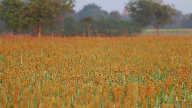 Golden Sorghum Field at Dawn 