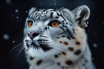 Naklejka premium majestic snow leopard portrait in dramatic black background with intense eyes and detailed fur texture, wildlife photography in studio setting