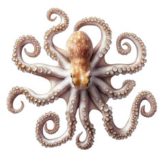 Obraz premium detailed illustration of an octopus. showcasing its numerous tentacles and unique texture the octopus is positioned centrally. displaying its intricate features and natural colors. emphasizing its bio