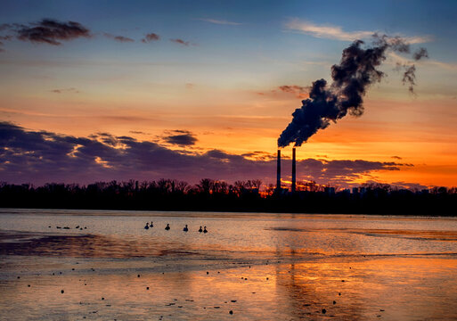 beautiful sunset with swans on the river