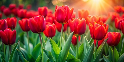 Low Light Red Tulip Bloom in Garden - Nighttime Floral Photography