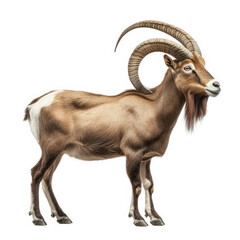 Obraz premium majestic animal resembling a goat. characterized by its large. curved horns and distinct fur coloration it stands in a natural pose against a plain background. showcasing its muscular build and unique