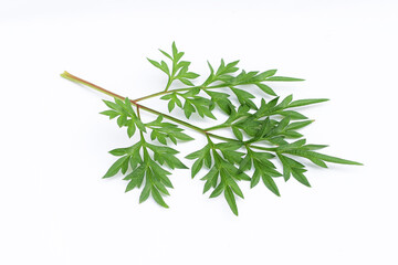 Kenikir leaves (cosmos caudatus) on an isolated white background