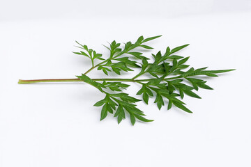 Kenikir leaves (cosmos caudatus) on an isolated white background