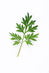 Kenikir leaves (cosmos caudatus) on an isolated white background