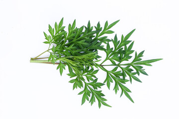 Kenikir leaves (cosmos caudatus) on an isolated white background