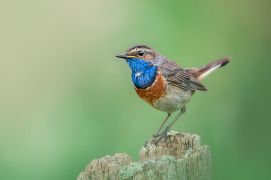 Bluethroat (Luscinia svecica) perched on a fench pole, Belgium
