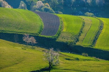 Spring blooming landscape. Farm field landscape. Furrows pattern in a plowed prepared for crops...