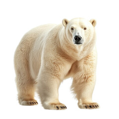 Fototapeta premium Powerful Polar Bear Standing on White Background