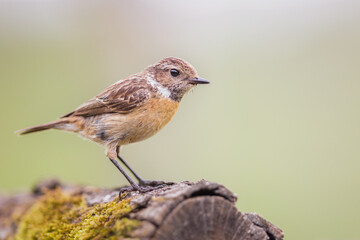 Portrait of a female Stonechat (Saxicola rubicola) perched on a log, Belgium