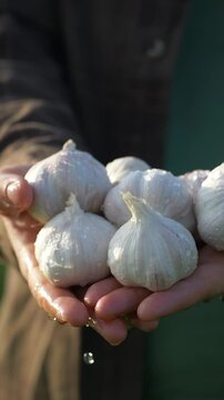garlic in hands vertical video, fresh vegetable crops. local farm