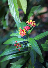 Closeup of Bloodflower blooms, New South Wales Australia
