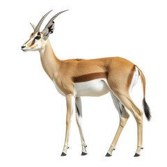 Fototapeta premium graceful gazelle standing elegantly against a white background. showcasing its slender body. long legs. and distinctive curved horns its coat is a blend of tan and white. highlighting its natural beau