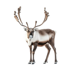 majestic reindeer standing against a white background. showcasing its impressive antlers and unique coloration the animal appears calm and poised. highlighting its natural beauty and grace an illustra