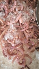 Squid tentacles in ice at the fresh market