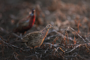 Portrait of a couple Common pheasants (Phasianus colchicus) in the field, doelpolder, Belgium