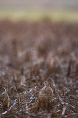 Portrait of female Common pheasant (Phasianus colchicus) in the field, Doelpolder, Belgium