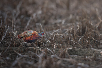 Portrait of male Common pheasant (Phasianus colchicus) in the field, Doelpolder, Belgium