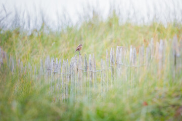 Portrait of a Stonechat (Saxicola rubicola) perched on a fench, Belgium