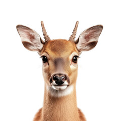Young Fawn Portrait Closeup of Adorable Deer Headshot