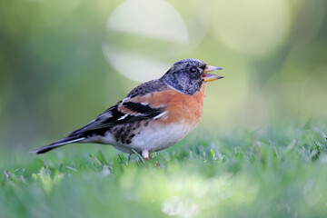 Portrait of a brambling (Fringilla montifringilla) in the grass, Belgium