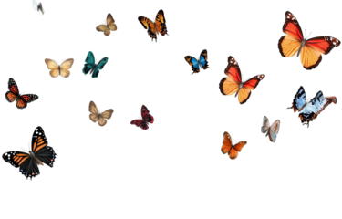  Colorful butterflies flying in the air against a transparent background