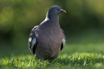 Common Wood-pigeon (Columba palumbus) on the grass, Belgium