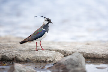 Lapwing (Vanellus vanellus) adult foraging at the beach, Oland, Sweden